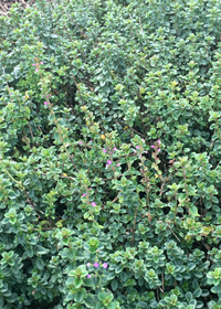 Thymus vulgaris 'Oregano'